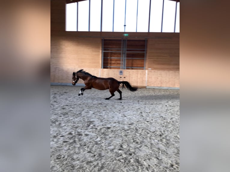 Caballo de deporte alemán Yegua 9 años 166 cm Castaño in Neuruppin