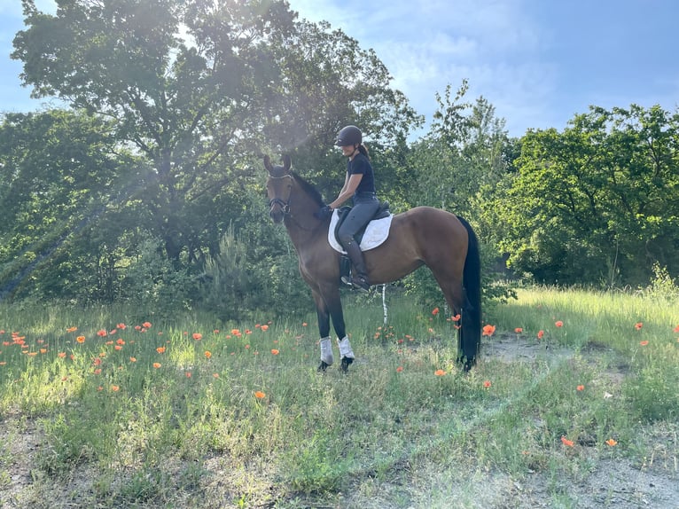 Caballo de deporte alemán Yegua 9 años 166 cm Castaño in Neuruppin