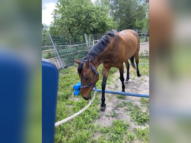 Caballo de deporte alemán Yegua 9 años 166 cm Castaño in Neuruppin