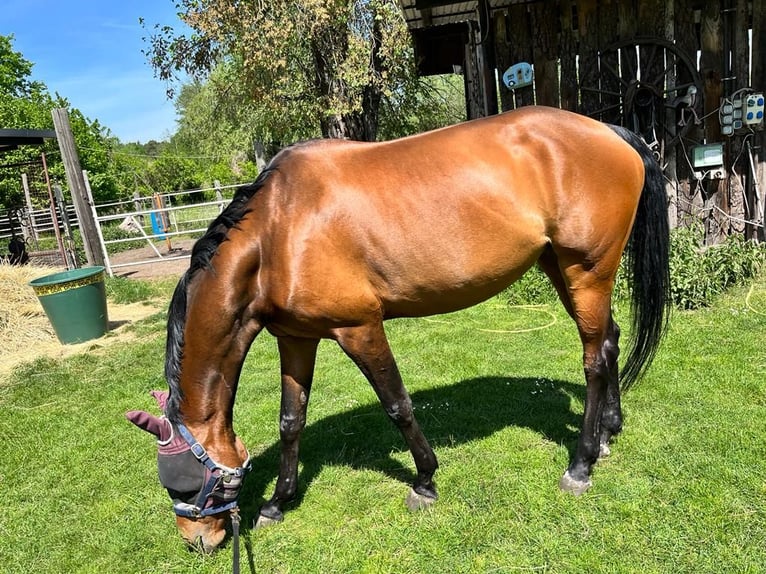 Caballo de deporte alemán Yegua 9 años 166 cm Castaño in Neuruppin