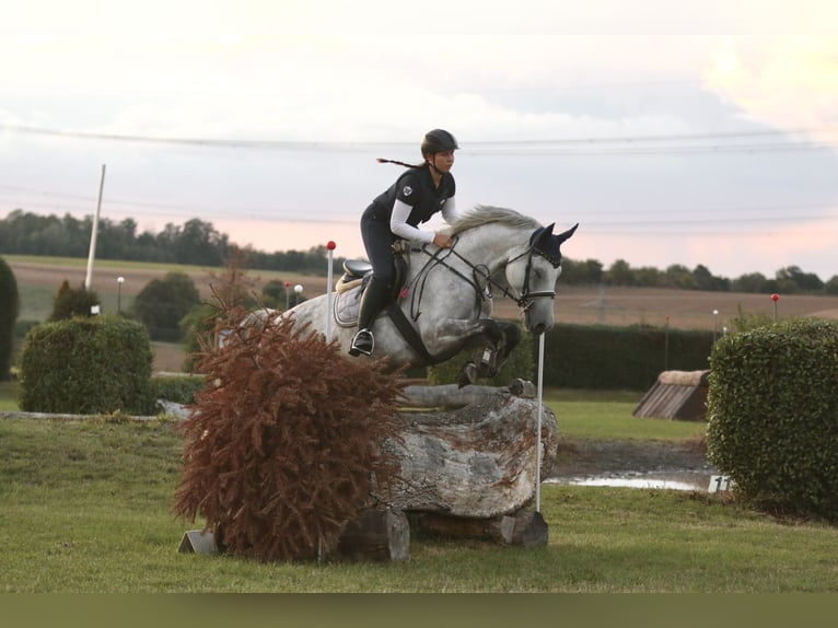 Caballo de deporte alemán Yegua 9 años 166 cm Tordo in Benzweiler
