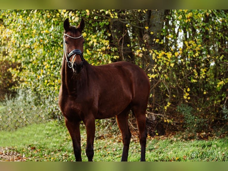 Caballo de deporte alemán Yegua 9 años 167 cm Castaño in Schwabhausen