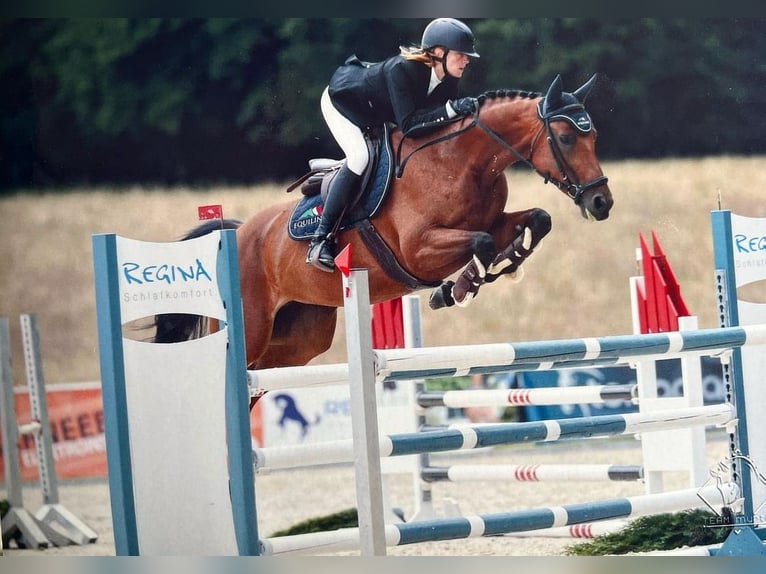 Caballo de deporte alemán Yegua 9 años 167 cm Castaño in Schörfling