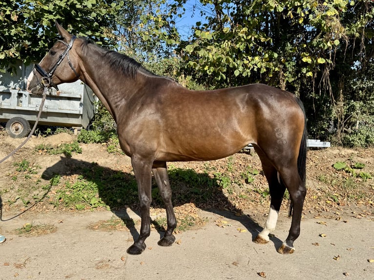 Caballo de deporte alemán Yegua 9 años 167 cm Castaño oscuro in Grevenbroich