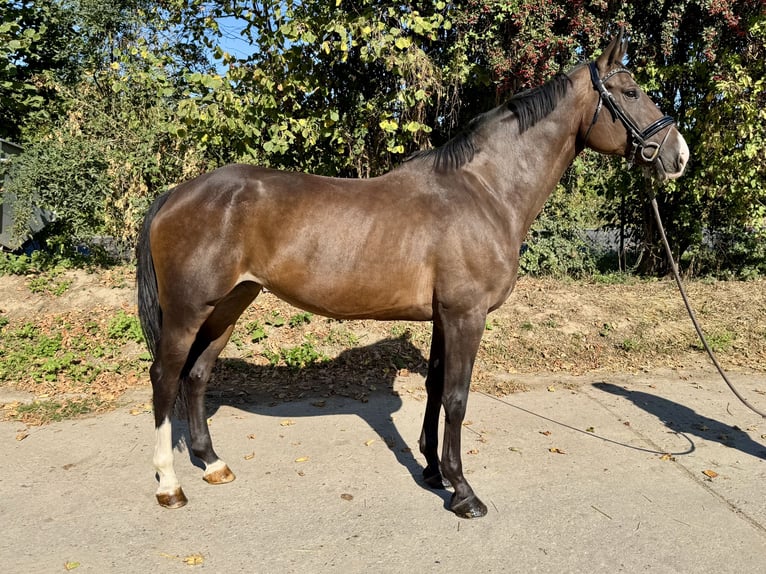 Caballo de deporte alemán Yegua 9 años 167 cm Castaño oscuro in Grevenbroich
