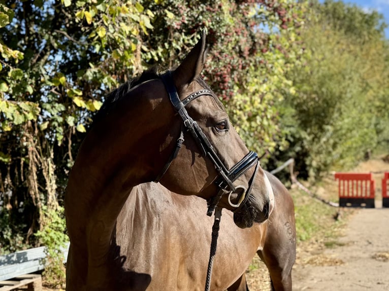 Caballo de deporte alemán Yegua 9 años 167 cm Castaño oscuro in Grevenbroich