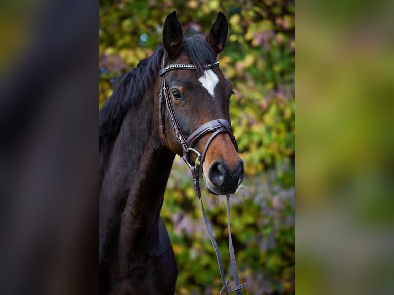 Caballo de deporte alemán Yegua 9 años 167 cm Morcillo in Fronreute