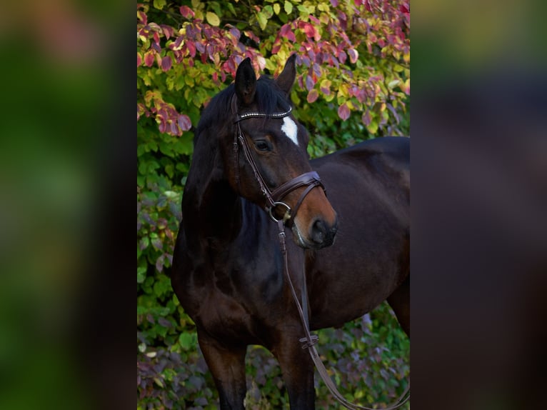 Caballo de deporte alemán Yegua 9 años 167 cm Morcillo in Fronreute