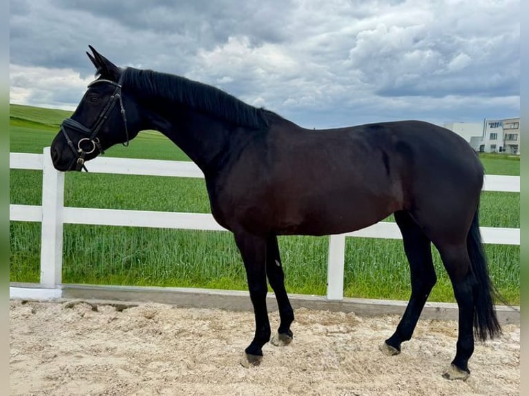 Caballo de deporte alemán Yegua 9 años 167 cm Negro in Allershausen