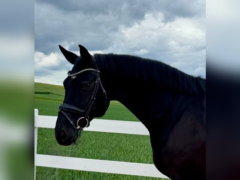 Caballo de deporte alemán Yegua 9 años 167 cm Negro in Allershausen