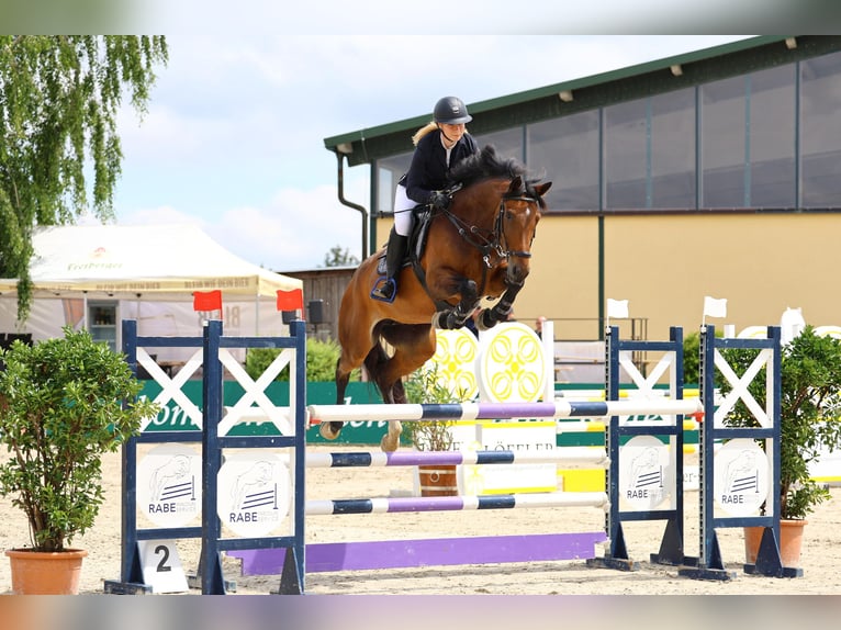 Caballo de deporte alemán Yegua 9 años 168 cm Castaño in Chemnitz, Sachsen