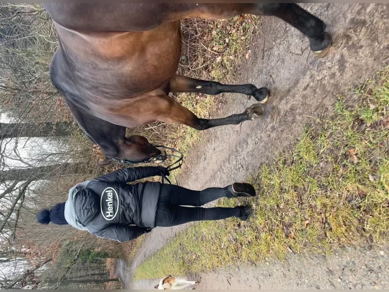 Caballo de deporte alemán Yegua 9 años 168 cm Castaño oscuro in Wald-Michelbach