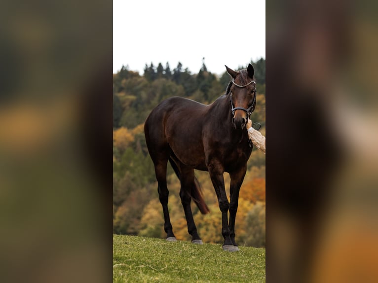 Caballo de deporte alemán Yegua 9 años 168 cm Castaño oscuro in Wald-Michelbach