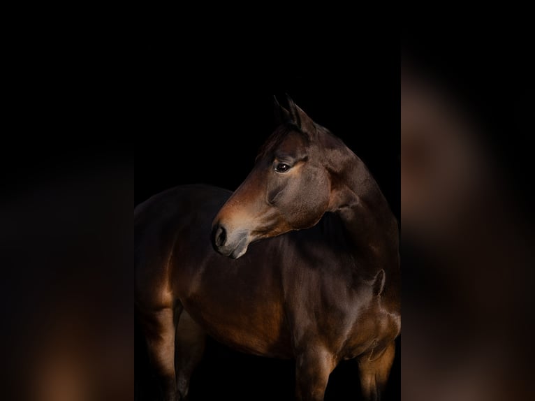 Caballo de deporte alemán Yegua 9 años 168 cm Castaño oscuro in Wald-Michelbach