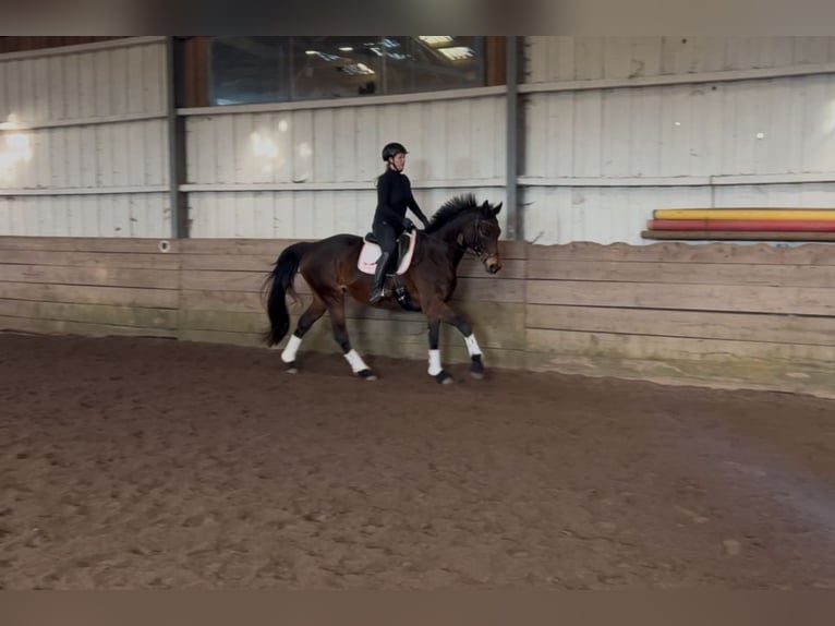 Caballo de deporte alemán Yegua 9 años 168 cm Castaño oscuro in Wald-Michelbach