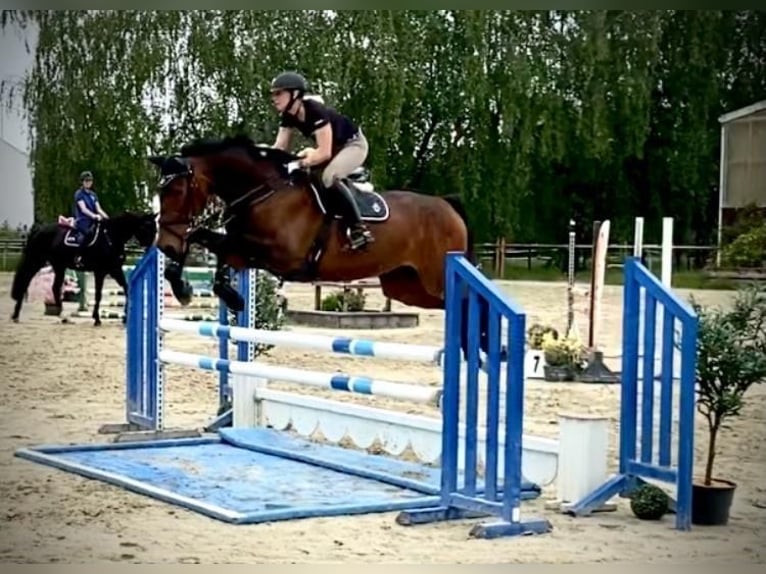 Caballo de deporte alemán Yegua 9 años 168 cm Castaño oscuro in Grevenbroich