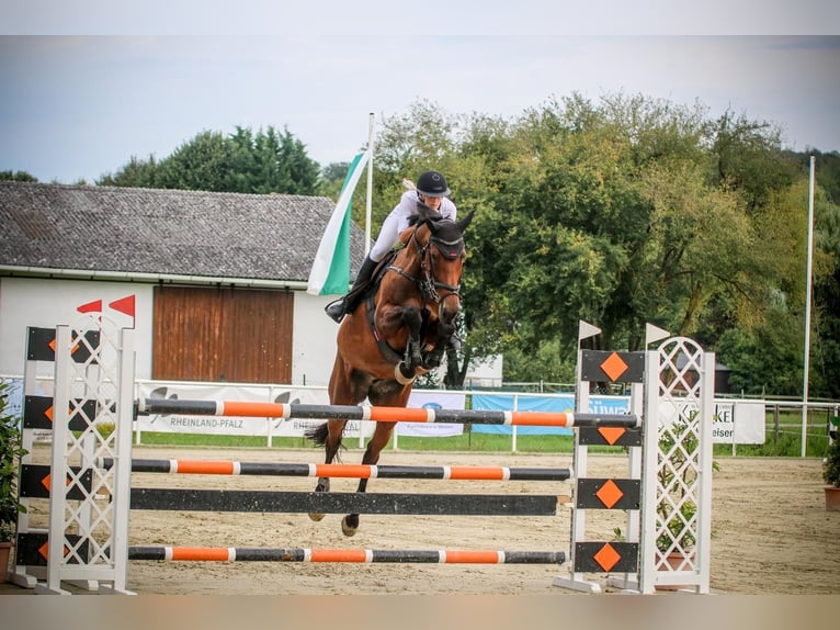 Caballo de deporte alemán Yegua 9 años 168 cm Castaño oscuro in Grevenbroich