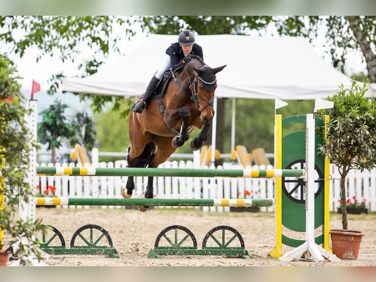 Caballo de deporte alemán Yegua 9 años 168 cm Castaño oscuro in Grevenbroich