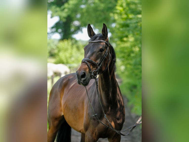Caballo de deporte alemán Yegua 9 años 168 cm Morcillo in Lübeck