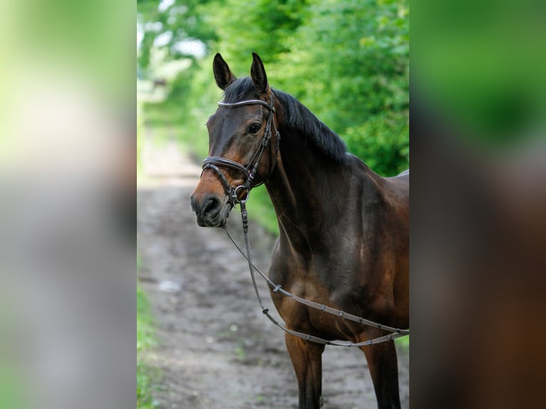 Caballo de deporte alemán Yegua 9 años 168 cm Morcillo in Lübeck