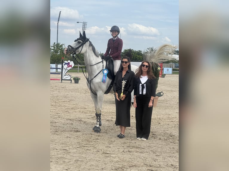 Caballo de deporte alemán Yegua 9 años 168 cm Tordo in Salzburg