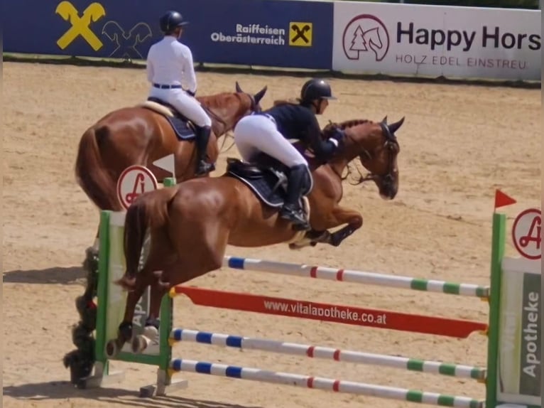 Caballo de deporte alemán Yegua 9 años 170 cm Alazán in Stegersbach