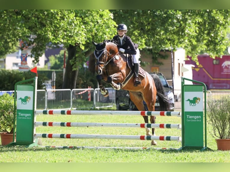 Caballo de deporte alemán Yegua 9 años 170 cm Castaño oscuro in Ühlingen-Birkendorf