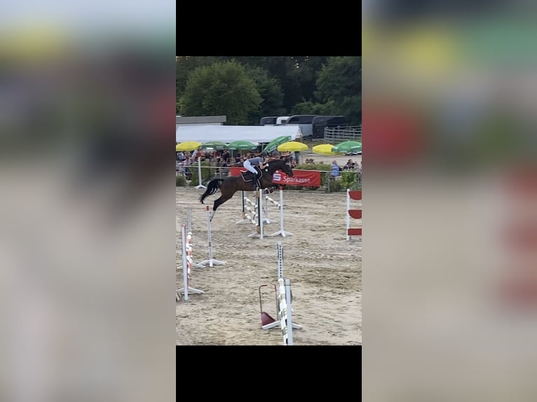 Caballo de deporte alemán Yegua 9 años 170 cm Castaño oscuro in Ühlingen-Birkendorf