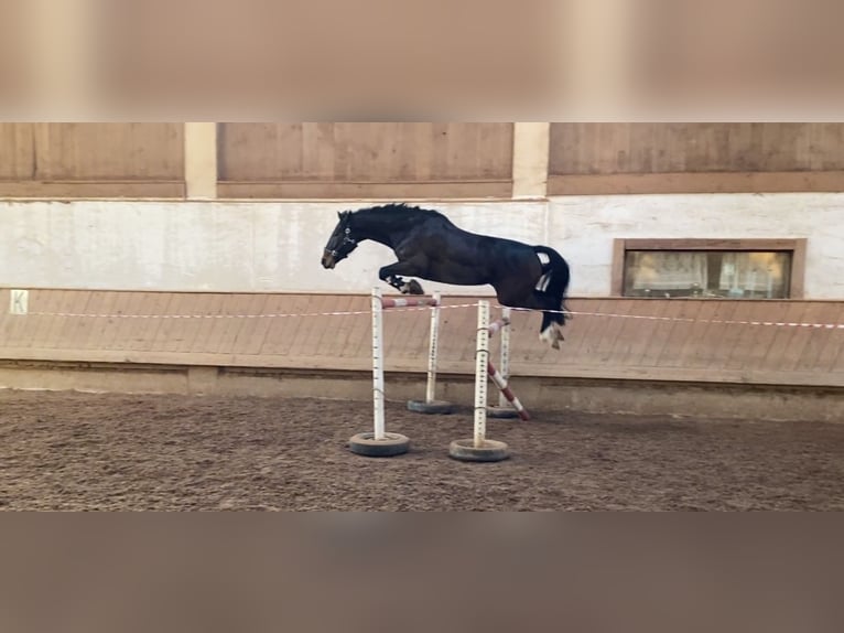 Caballo de deporte alemán Yegua 9 años 170 cm Castaño oscuro in Ühlingen-Birkendorf