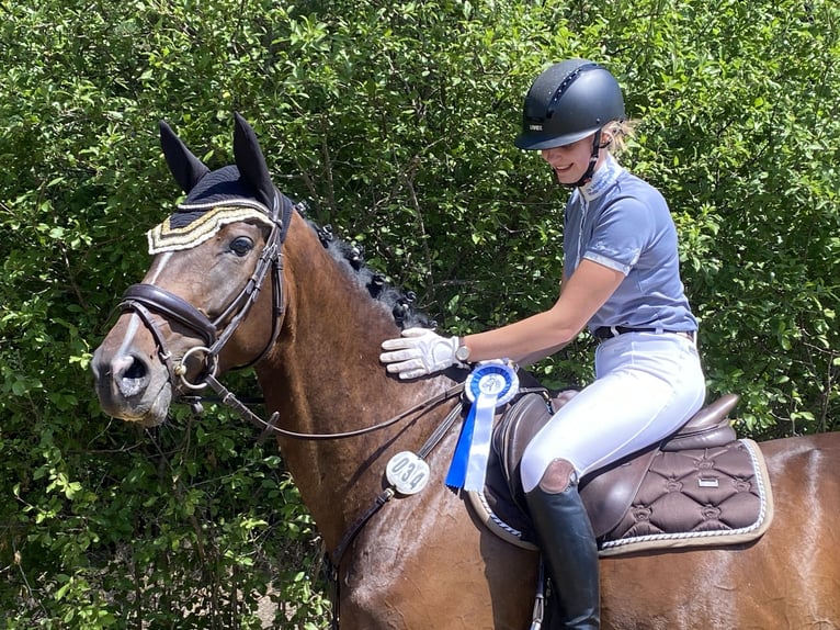 Caballo de deporte alemán Yegua 9 años 170 cm Castaño oscuro in Ühlingen-Birkendorf