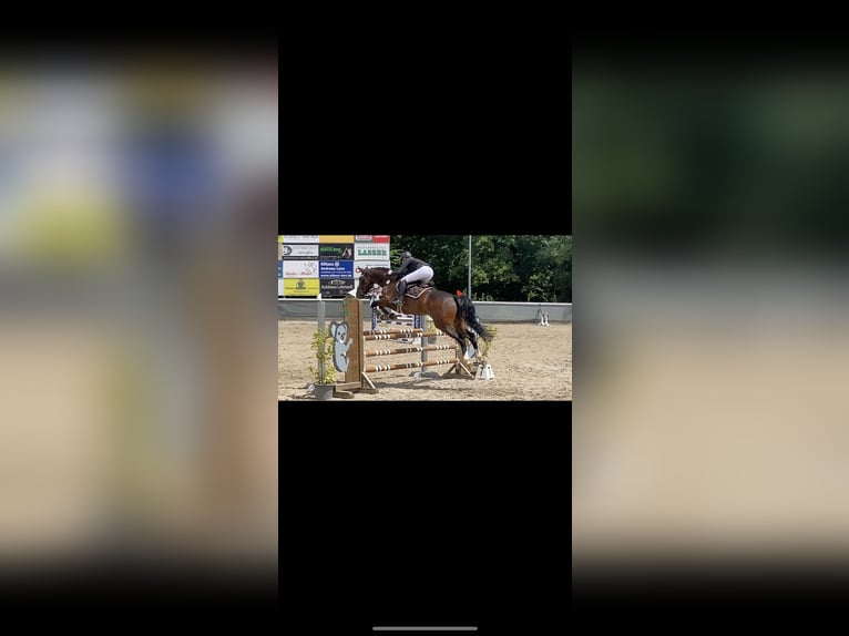 Caballo de deporte alemán Yegua 9 años 170 cm Castaño oscuro in Ühlingen-Birkendorf