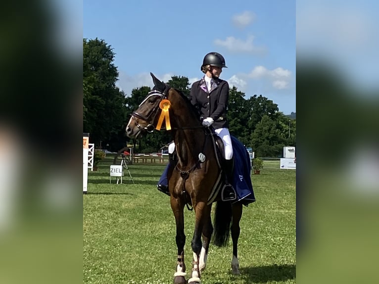 Caballo de deporte alemán Yegua 9 años 170 cm Castaño oscuro in Ühlingen-Birkendorf