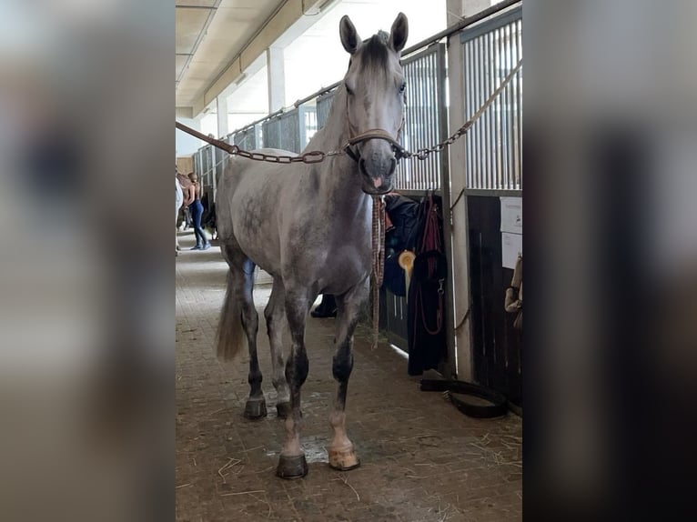 Caballo de deporte alemán Yegua 9 años 170 cm Tordo in Zweibrücken Caballo de deporte alemán Yegua 9 años 170 cm Tordo in Zweibrücken