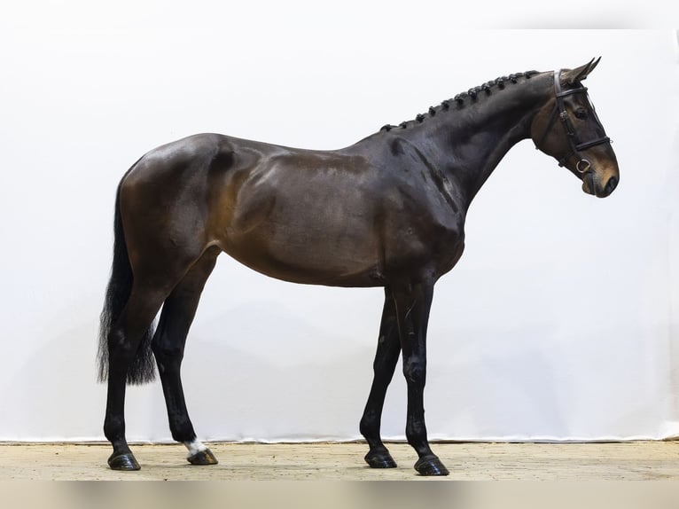 Caballo de deporte alemán Yegua 9 años 172 cm  in Waddinxveen