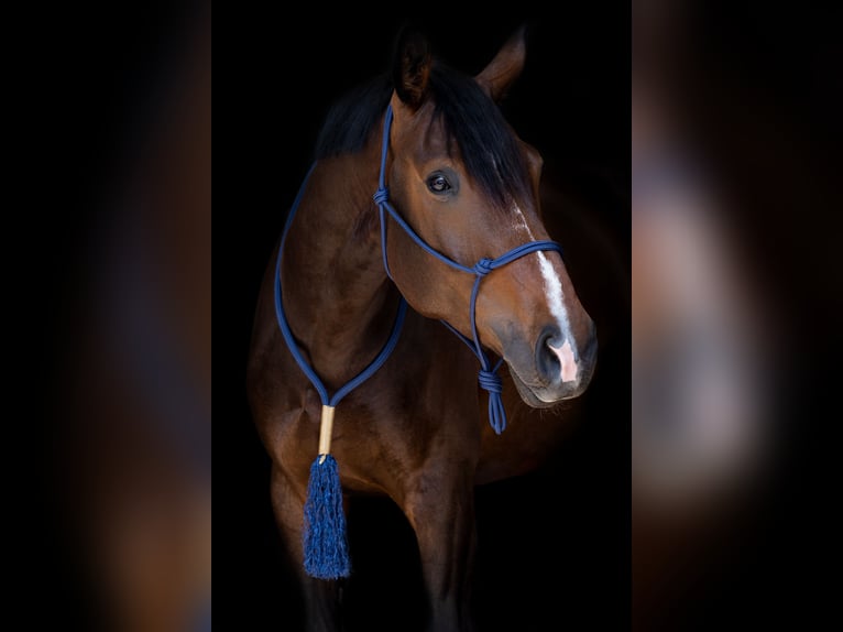 Caballo de deporte alemán Yegua 9 años 172 cm Castaño in Edling
