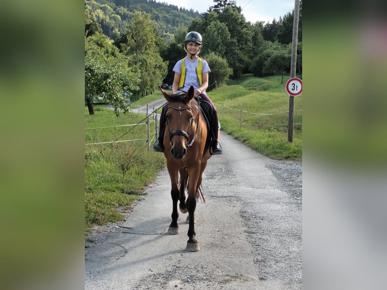 Caballo de deporte alemán Yegua 9 años 172 cm Castaño in Rosengarten