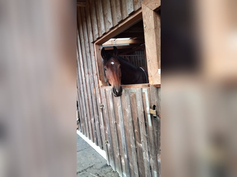 Caballo de deporte alemán Yegua 9 años 172 cm Castaño in Billigheim