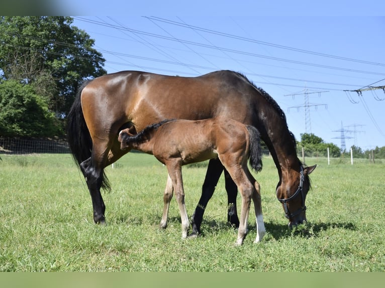 Caballo de deporte alemán Yegua 9 años 172 cm Castaño in Billigheim