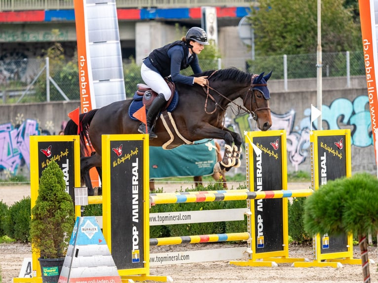 Caballo de deporte alemán Yegua 9 años 172 cm Castaño oscuro in Ettiswil
