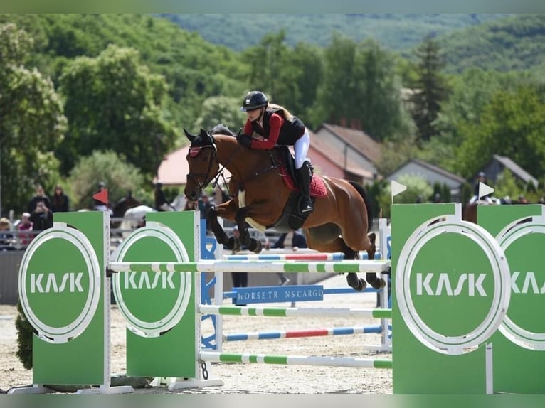 Caballo de deporte alemán Yegua 9 años 172 cm Castaño rojizo in Törökbálint