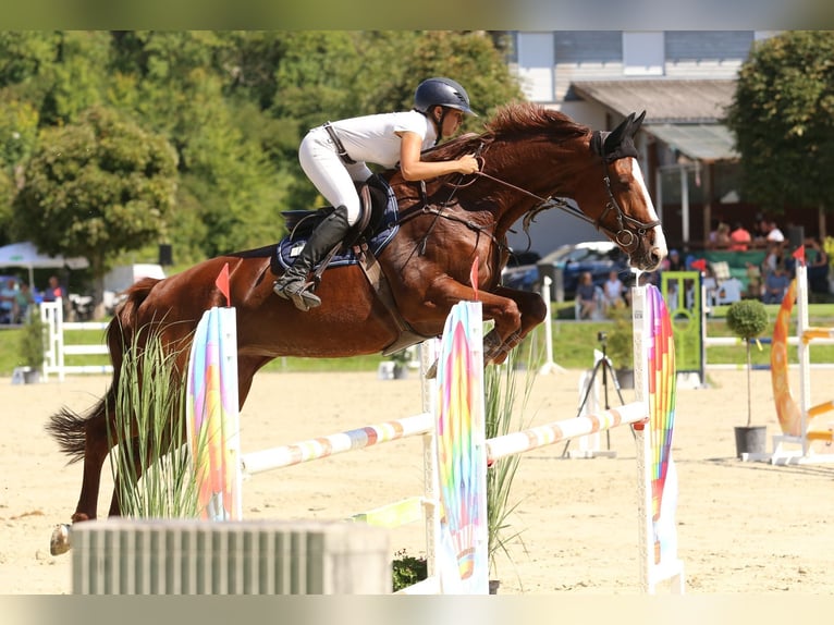 Caballo de deporte alemán Yegua 9 años 173 cm Alazán in Meckesheim
