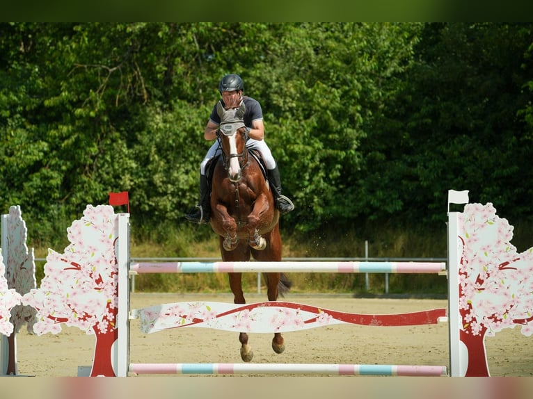 Caballo de deporte alemán Yegua 9 años 173 cm Alazán in Meckesheim