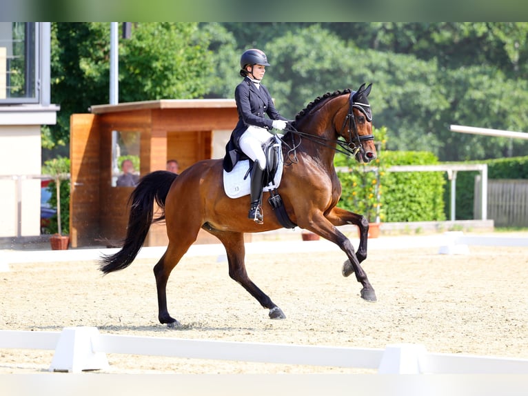 Caballo de deporte alemán Yegua 9 años 173 cm Castaño in Moritzburg