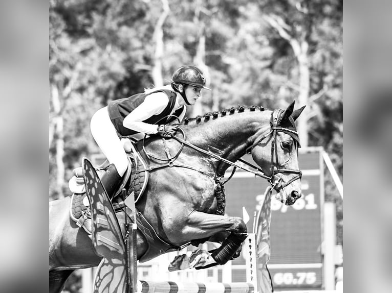 Caballo de deporte alemán Yegua 9 años 173 cm Castaño in SanneSchwarzholz