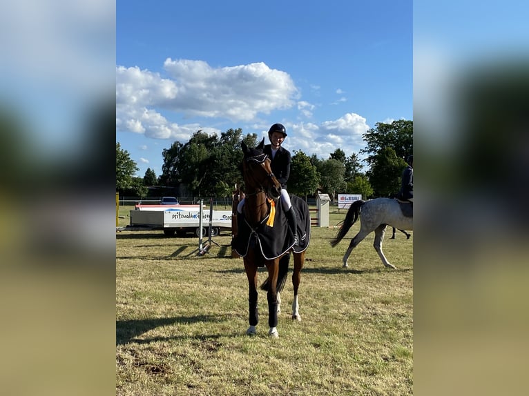Caballo de deporte alemán Yegua 9 años 173 cm Castaño in SanneSchwarzholz