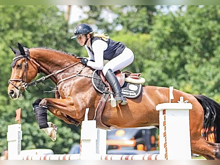 Caballo de deporte alemán Yegua 9 años 173 cm Castaño in SanneSchwarzholz