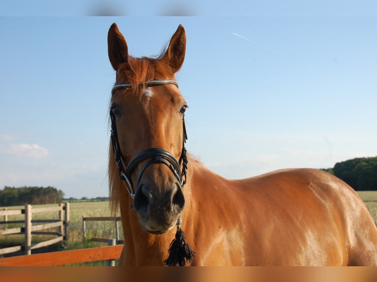 Caballo de deporte alemán Yegua 9 años 174 cm Alazán in Schulzendorf