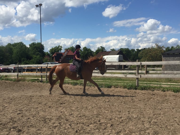 Caballo de deporte alemán Yegua 9 años 174 cm Alazán in Schulzendorf