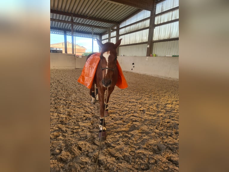 Caballo de deporte alemán Yegua 9 años 174 cm Alazán in Heilbronn