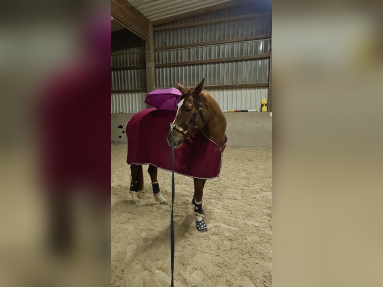 Caballo de deporte alemán Yegua 9 años 174 cm Alazán in Heilbronn